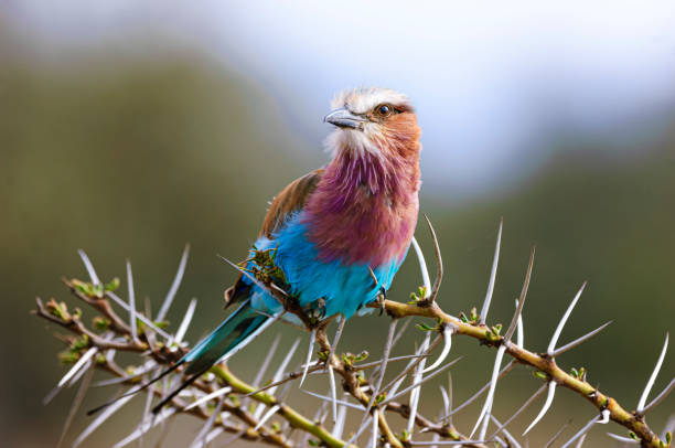 istock Wild African Lilac-Breasted Roller Perched on a Thorny Branch 2146859404