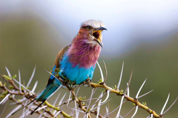 istock Wild African Lilac-Breasted Roller Perched on a Thorny Branch 2146859909