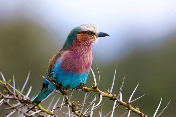 istock Wild African Lilac-Breasted Roller Perched on a Thorny Branch 2146859913