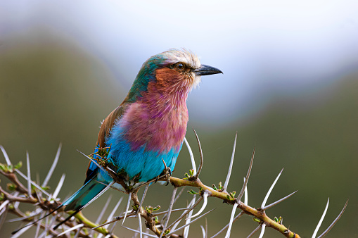 Colorful wild African lilac-breasted roller perched on a thorny branch looking out at the surrounding grassland.\n\nTaken in Kenya, Africa