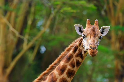 Close-up of wild endangered Rothchilds giraffe standing in front of tall acacia trees.

Taken in Kenya, Africa