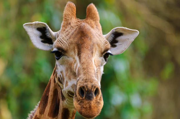 istock Wild Rothschild Giraffe in Kenya Forest 2146860436