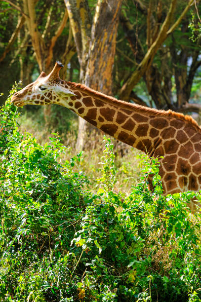 Close-up of wild endangered Rothchilds giraffe standing in front of tall acacia trees.Taken in Kenya, Africa