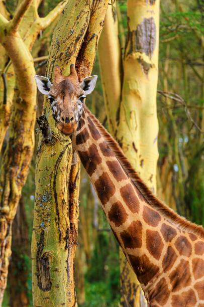 istock Wild Rothschild Giraffe in Kenya Forest 2146860461