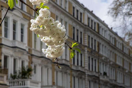 White cherry tree blossom in Kensington