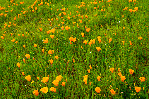 Wide view of Blooming California Poppy (Eschscholzia californica) wildflowers.\n\nTaken on Mt. Diablo California, USA