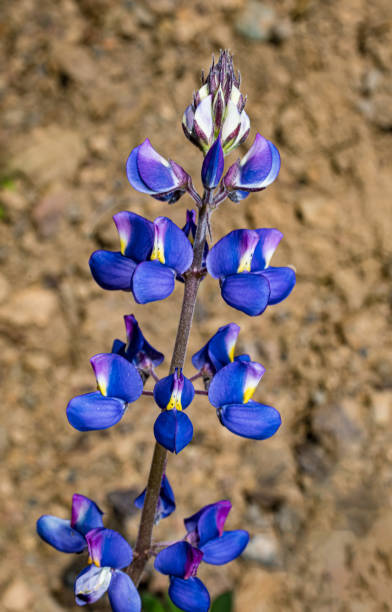 Lupinus succulentus is a species of lupine known by the common names hollowleaf annual lupine, arroyo lupine, and succulent lupine. It is native to California. Mayacamas Mountain Sanctuary; Modini Mayacamas Preserve; Sonoma County; California. Fabaceae. lupinus succulentus es una especie de lupino conocido por los nombres comunes de altramuz anual de hoja hueca, altramuz de arroyo y altramuz suculento. es originaria de california. santuario de la montaña mayacamas; reserva modini mayacamas; condado de so