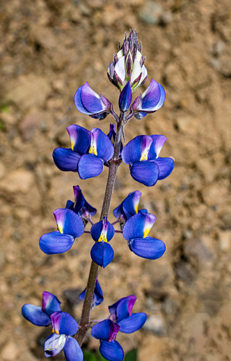 Lupinus succulentus is a species of lupine known by the common names hollowleaf annual lupine, arroyo lupine, and succulent lupine. It is native to California. Mayacamas Mountain Sanctuary; Modini Mayacamas Preserve; Sonoma County; California. Fabaceae.