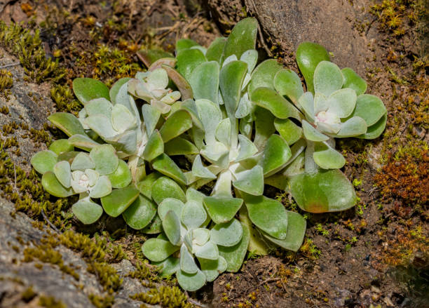 Sedum spathulifolium is a species of flowering plant in the family Crassulaceae known by the common names broadleaf stonecrop, yellow stonecrop, and spoon-leaved stonecrop. An evergreen perennial, it is native to western North America.  Mayacamas Mountain Sedum spathulifolium is a species of flowering plant in the family Crassulaceae known by the common names broadleaf stonecrop, yellow stonecrop, and spoon-leaved stonecrop. An evergreen perennial, it is native to western North America.  Mayacamas Mountain Sanctuary; Modini Mayacamas Preserve; Sonoma County; California;  Mayacamas Mountains sedum spathulifolium stock pictures, royalty-free photos & images