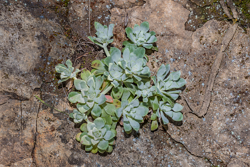 Sedum spathulifolium is a species of flowering plant in the family Crassulaceae known by the common names broadleaf stonecrop, yellow stonecrop, and spoon-leaved stonecrop. An evergreen perennial, it is native to western North America.  Mayacamas Mountain Sanctuary; Modini Mayacamas Preserve; Sonoma County; California;  Mayacamas Mountains