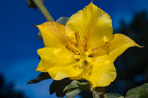 Fremontodendron californicum, with the common names California flannelbush, California fremontia, and flannel bush, is a flowering shrub native to diverse habitats in southwestern North America.  Malvaceae.