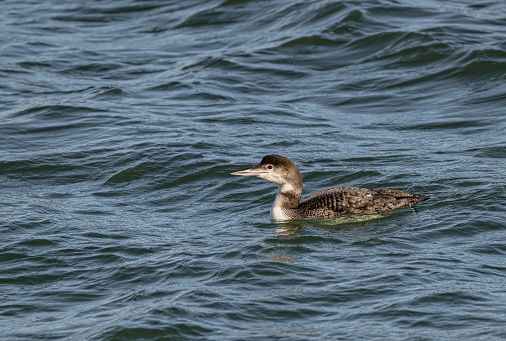 The common loon or great northern diver (Gavia immer) is a large member of the loon, or diver, family of birds. Non-breeding adults are brownish with a dark neck and head marked with dark grey-brown.. Bodega Bay, Sonoma County, California.