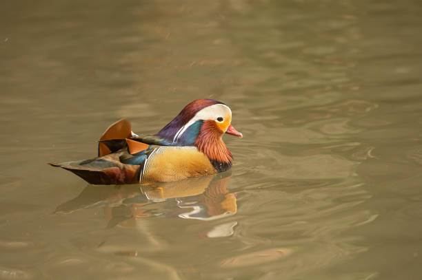 istock Mandarin duck swimming in the water. 2146867219