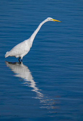 The great egret (Ardea alba), also known as the common egret, large egret, or (in the Old World) great white egret or great white heron is a large, widely distributed egret. Fishing for food in Bodega Bay, Sonoma County, California.  	Pelecaniformes