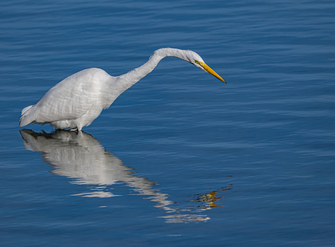 The great egret (Ardea alba), also known as the common egret, large egret, or (in the Old World) great white egret or great white heron is a large, widely distributed egret. Fishing for food in Bodega Bay, Sonoma County, California.  	Pelecaniformes