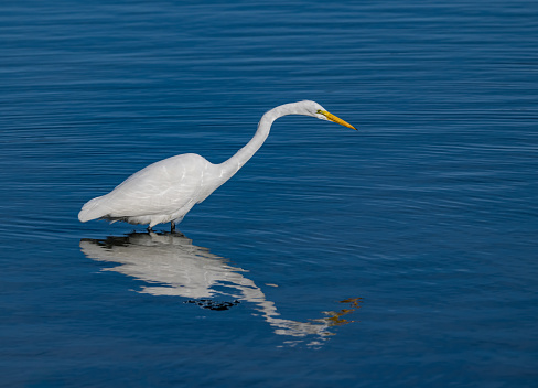 The great egret (Ardea alba), also known as the common egret, large egret, or (in the Old World) great white egret or great white heron is a large, widely distributed egret. Fishing for food in Bodega Bay, Sonoma County, California.  	Pelecaniformes
