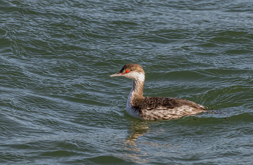 The horned grebe or Slavonian grebe (Podiceps auritus) is a relatively small and threatened species of waterbird in the family Podicipedidae. Bodega Bay, Sonoma County.