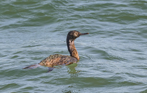 The pelagic cormorant (Urile pelagicus), also known as Baird's cormorant or violet-green cormorant, is a small member of the cormorant family Phalacrocoracidae. Bodega Bay, Sonoma County. A winter female swimming. el cormorán pelágico (urile pelagicus), también conocido como cormorán de baird o cormorán verde violeta, es un pequeño miembro de la familia de los cormoranes phalacrocoracidae. bodega bay, condado de sonoma. una hembra invernal nadando.