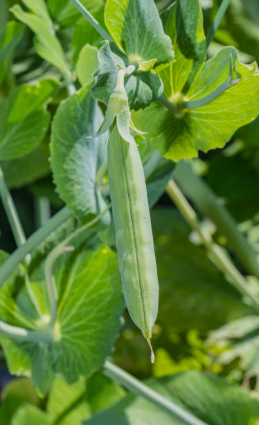 Pea is a pulse, vegetable or fodder crop, but the word often refers to the seed or sometimes the pod of this flowering plant species, formerly 'Pisum sativum' , it has been proposed to rename the species as Lathyrus oleraceus. Santa Rosa, Sonoma County, California. edible fruit. el guisante es un cultivo de legumbres, hortalizas o forrajes, pero la palabra a menudo se refiere a la semilla o a veces a la vaina de esta especie de planta con flores, anteriormente 'pisum sativum', se ha propuesto renombrar la especie como lathyrus ole