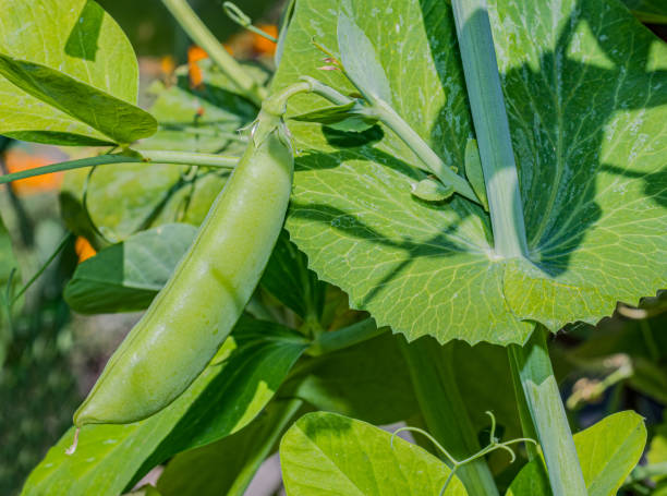 Pea is a pulse, vegetable or fodder crop, but the word often refers to the seed or sometimes the pod of this flowering plant species, formerly 'Pisum sativum' , it has been proposed to rename the species as Lathyrus oleraceus. Santa Rosa, Sonoma County, California. edible fruit. el guisante es un cultivo de legumbres, hortalizas o forrajes, pero la palabra a menudo se refiere a la semilla o a veces a la vaina de esta especie de planta con flores, anteriormente 'pisum sativum', se ha propuesto renombrar la especie como lathyrus ole
