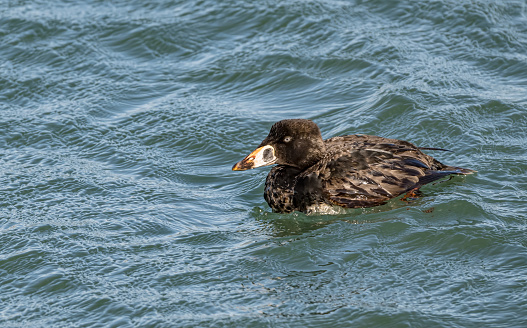 The surf scoter (Melanitta perspicillata) is a large sea duck native to North America. Adult males are almost entirely black with characteristic white patches on the forehead and the nape.  Anseriformes. Bodega Bay, Sonoma County, California.