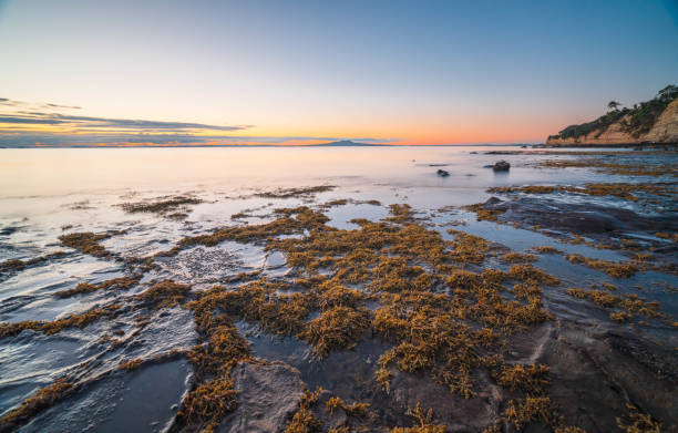 Stunning beautiful view of Rangitoto island, Auckland, New Zealand at sunset.
