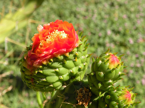 Eve's Needle Cactus Flower (Austrocylindropuntia subulata)