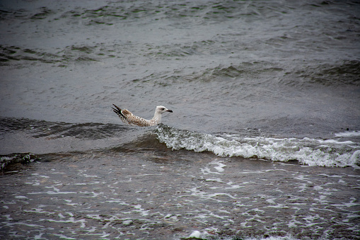 A bird rides a small wave at Chanonry Point in Scotland.