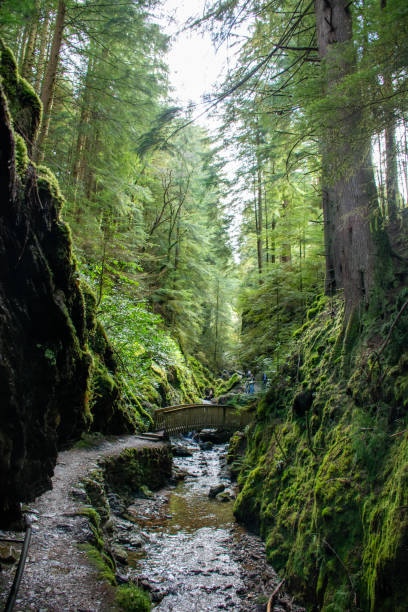 istock Woodland Bridge 2146958373