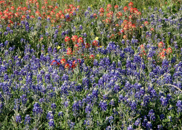 bluebonnets and indian paintbrush blooming in Texas