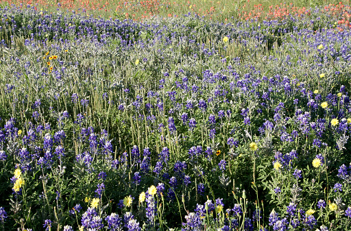 a field of wildflowers in Texas