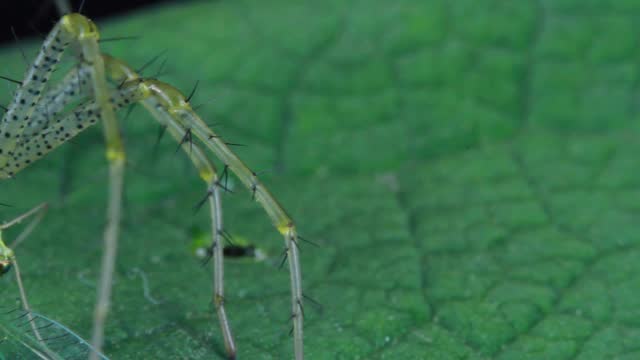 Lynx spider (Oxyopidae) close up eating bug