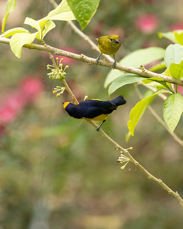 A pair of Violaceous Euphonia, Euphonia violacea, which is a species of finch, in a garden in Trinidad.