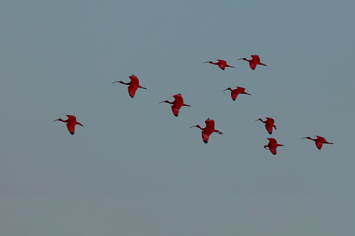 Part of a wild  flock of Scarlet Ibis, Eudocimus ruber, flying, against a clear sky. Photographed at Caroni Swamp, where the Ibises roost. The Scarlet Ibis is the National Bird of Trinidad.