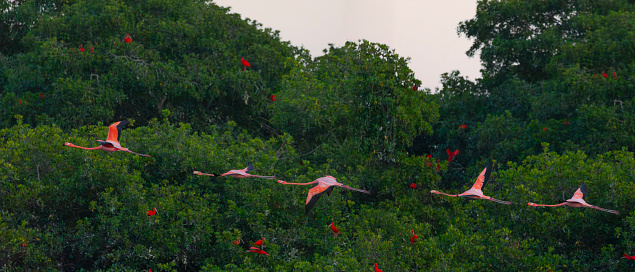 Some American Flamingos flying in front of the Mangrove Trees in Caroni Swamp, Trinidad, where the Scarlet Ibises traditionally roost. This species, aka Caribbean Flamingo, is a relatively recent breeding resident in Trinidad.