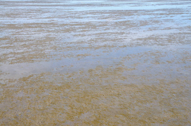 Mudflats at Low Tide on a Fine Day