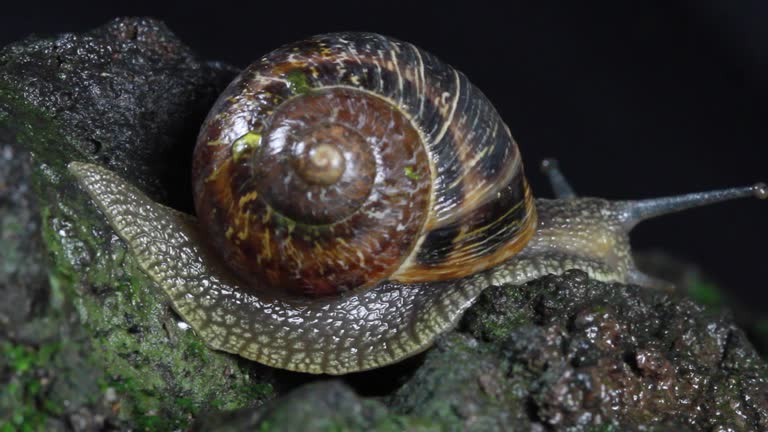 Garden Snail, crawls on the moss at night