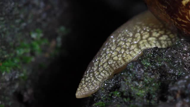 Garden Snail, crawls on the moss at night