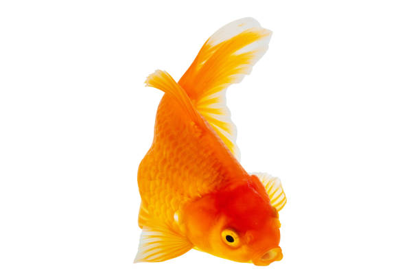istock Oranda goldfish isolated on white background close up 2147084275