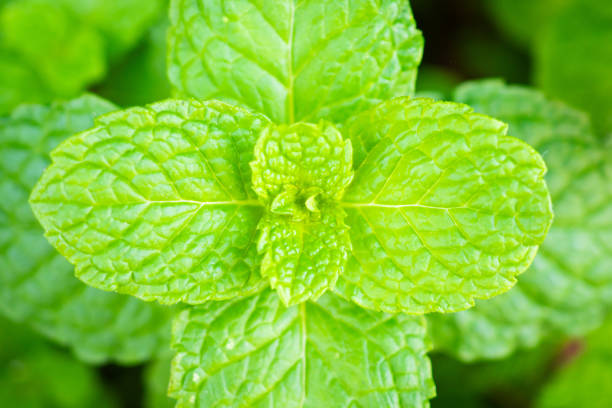 Fresh green peppermint plant in the garden