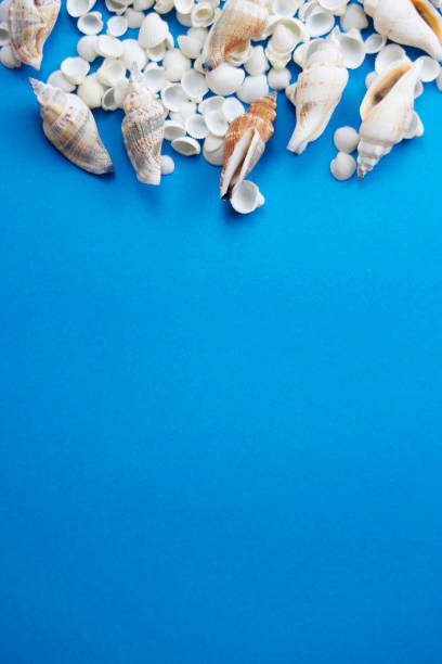 sea ​​shells on blue background