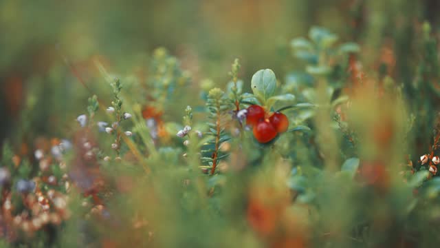 Miniature cranberry shrubs and withering heather flowers in the autumn tundra.