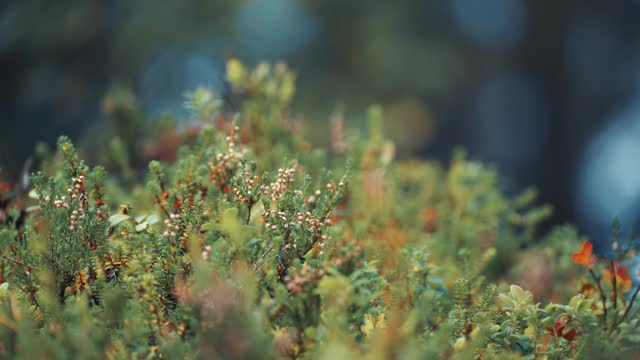 A tangle of heather and cranberry shrubs covers the ground in the autumn tundra. Parallax video, bokeh background.