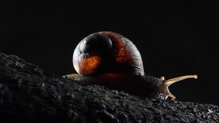 Garden Snail, crawls on the moss at night