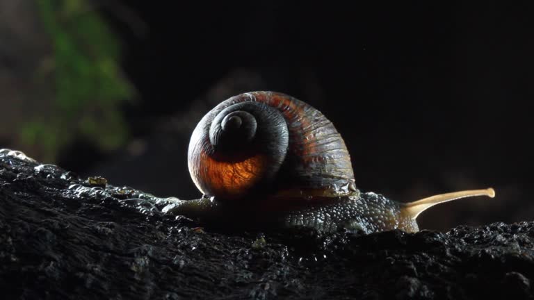 Garden Snail, crawls on the moss at night