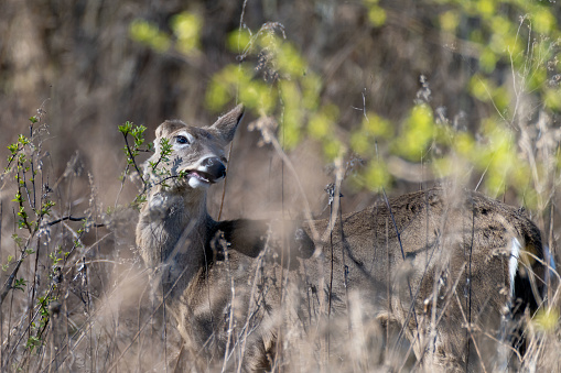 A white-tailed deer (Odocoileus virginianus) eating Spring's new green growth on branches in a neighborhood park.