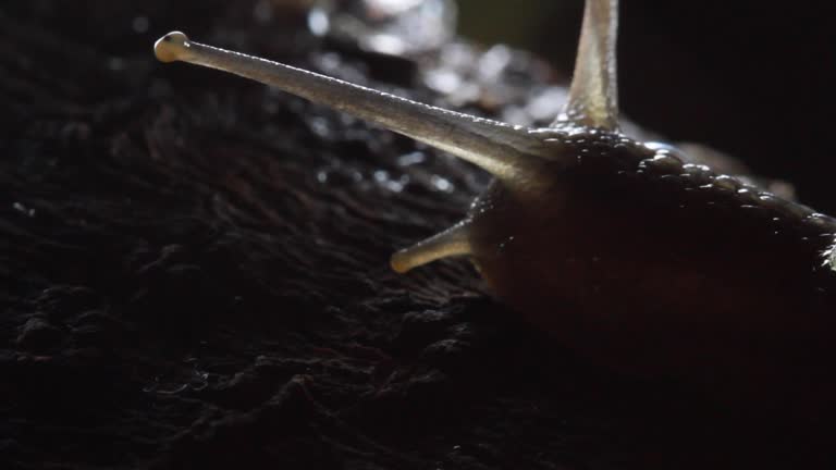 Garden Snail, crawls on the moss at night