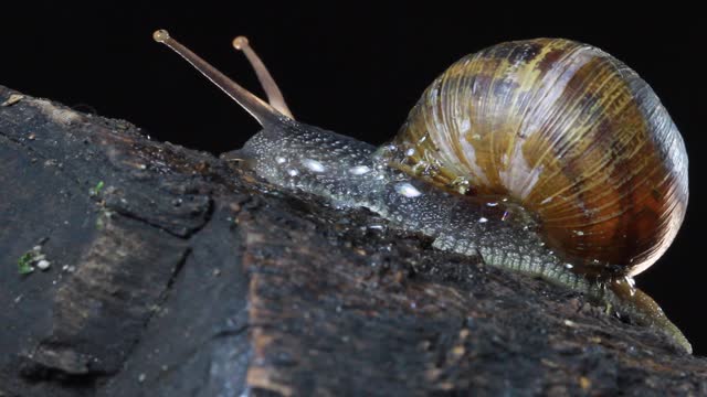 Garden Snail, crawls on the moss at night