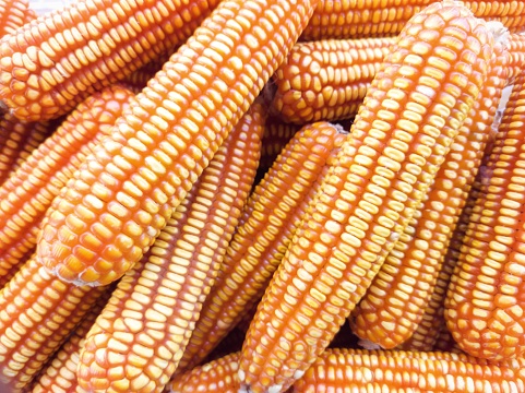 A bunch of corn is shown in various stages of ripeness. The corn is yellow and orange, with some kernels still green. Concept of abundance and growth, as the corn is plentiful and ripe
