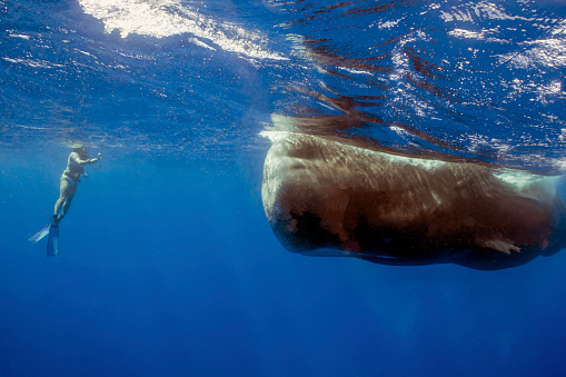 Roseau, Dominica - 28th February 2024: A snorkeller observing a Sperm Whale (Physeter macrocephalus) in the Caribbean Sea